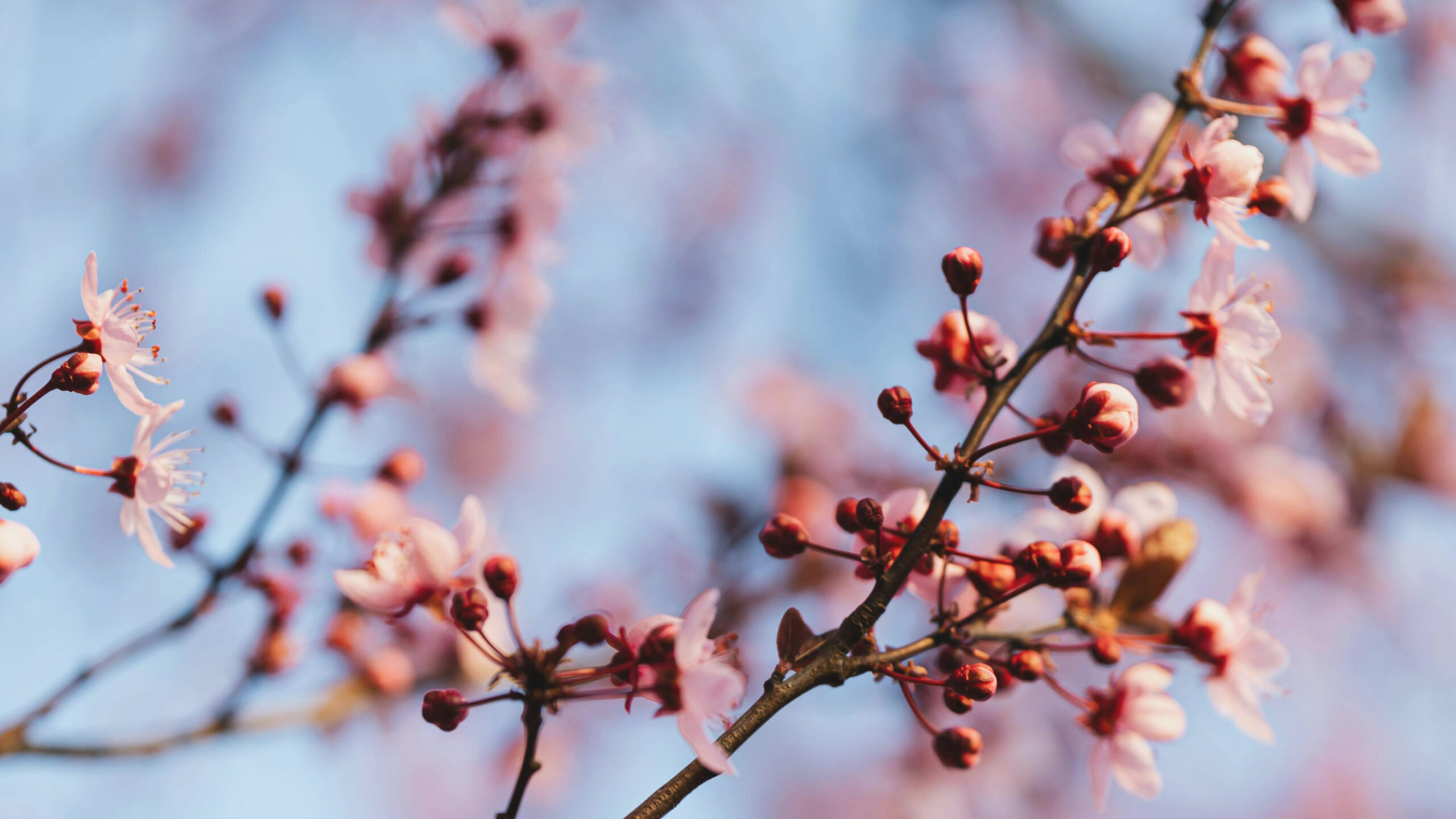 Pink flower blossoms.