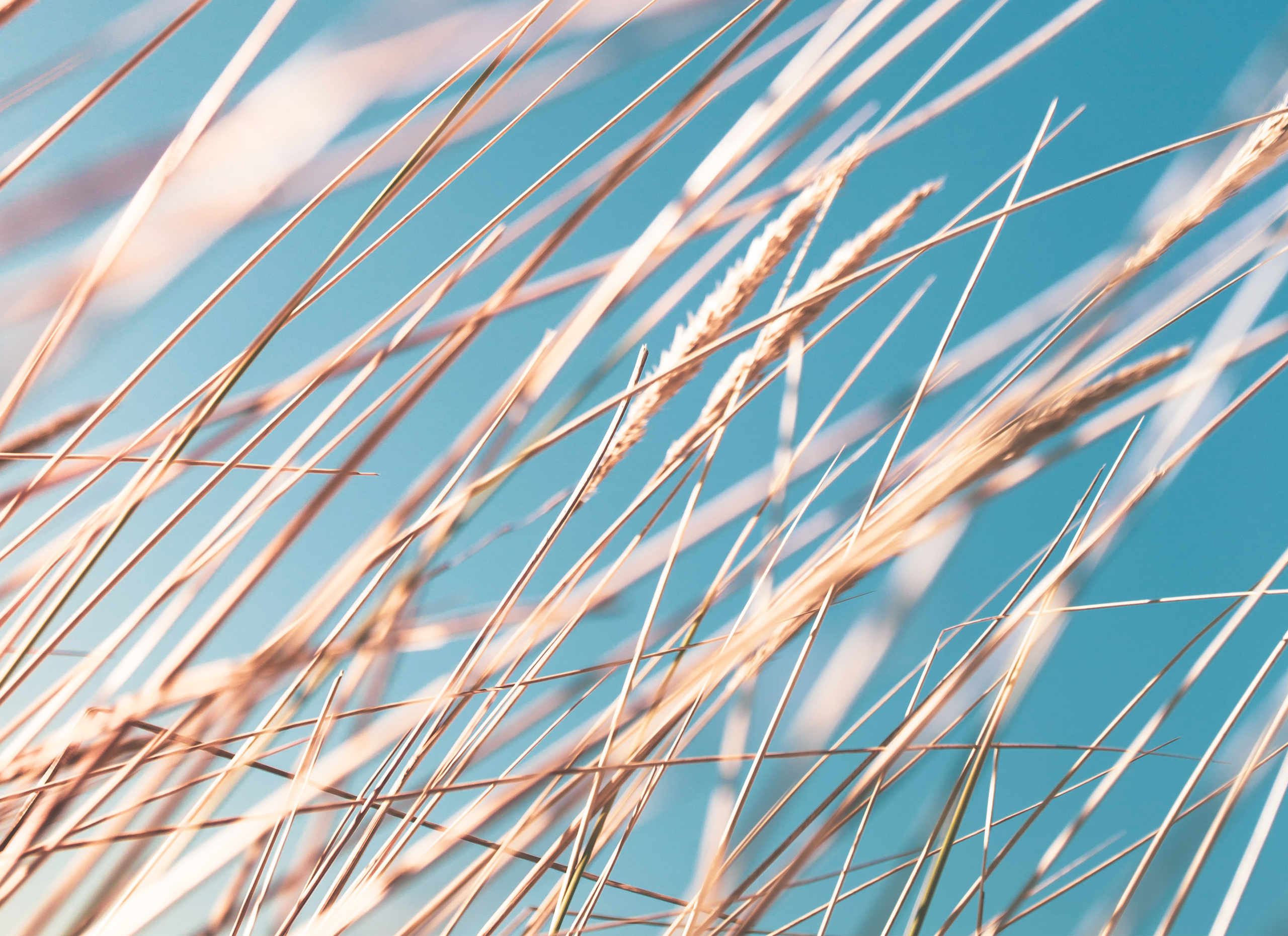 Reeds towards a blue sky.