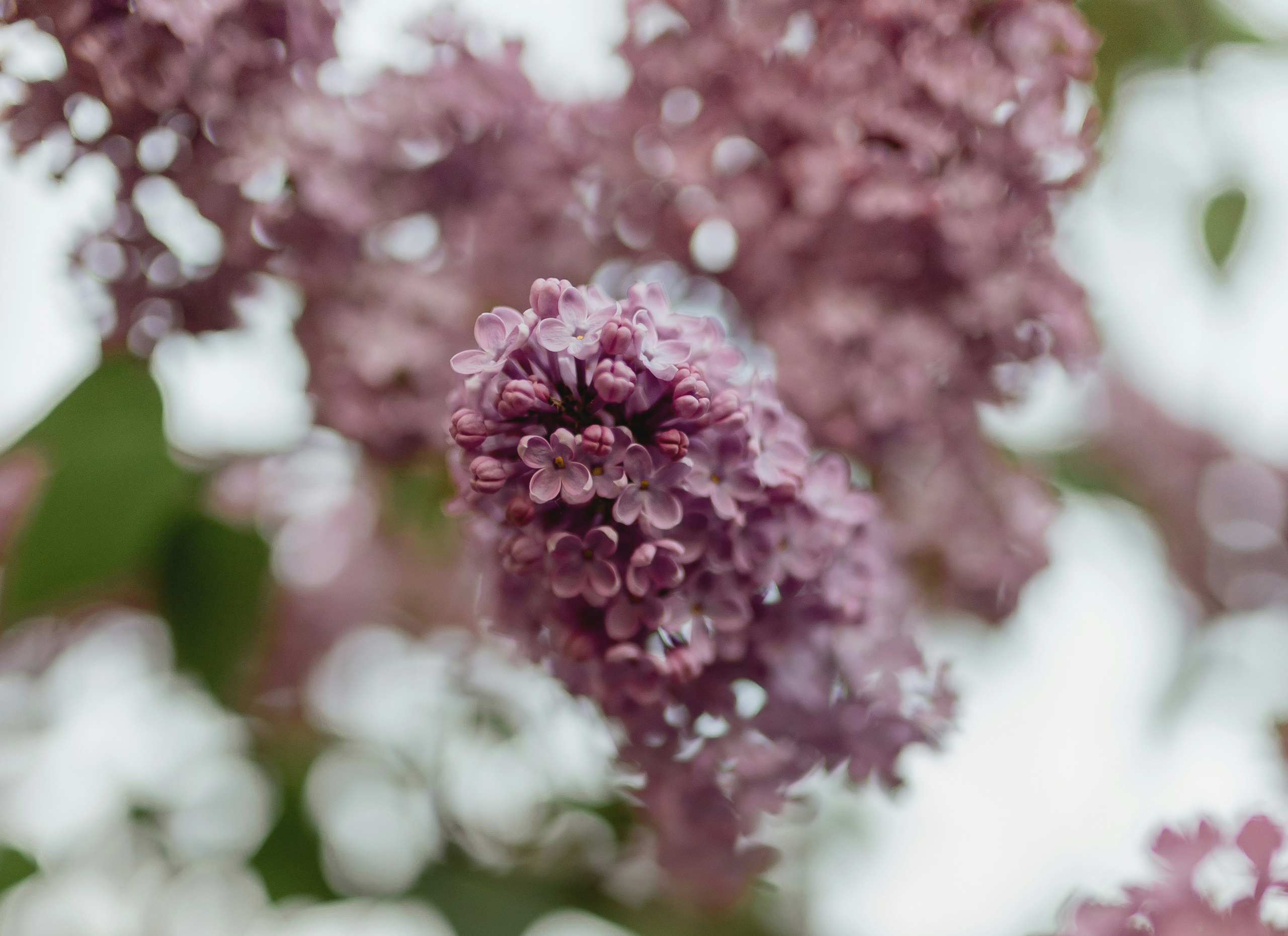 Purple flowers.