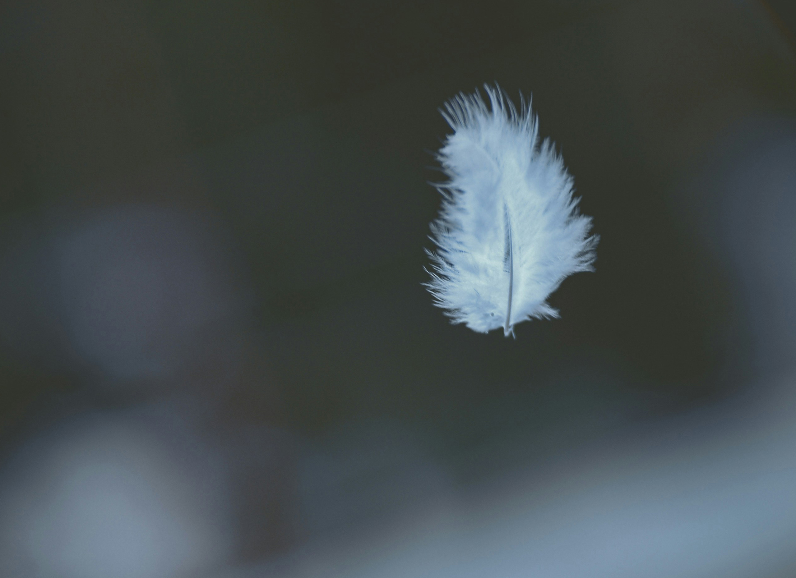 A white feather is drifting in the wind.