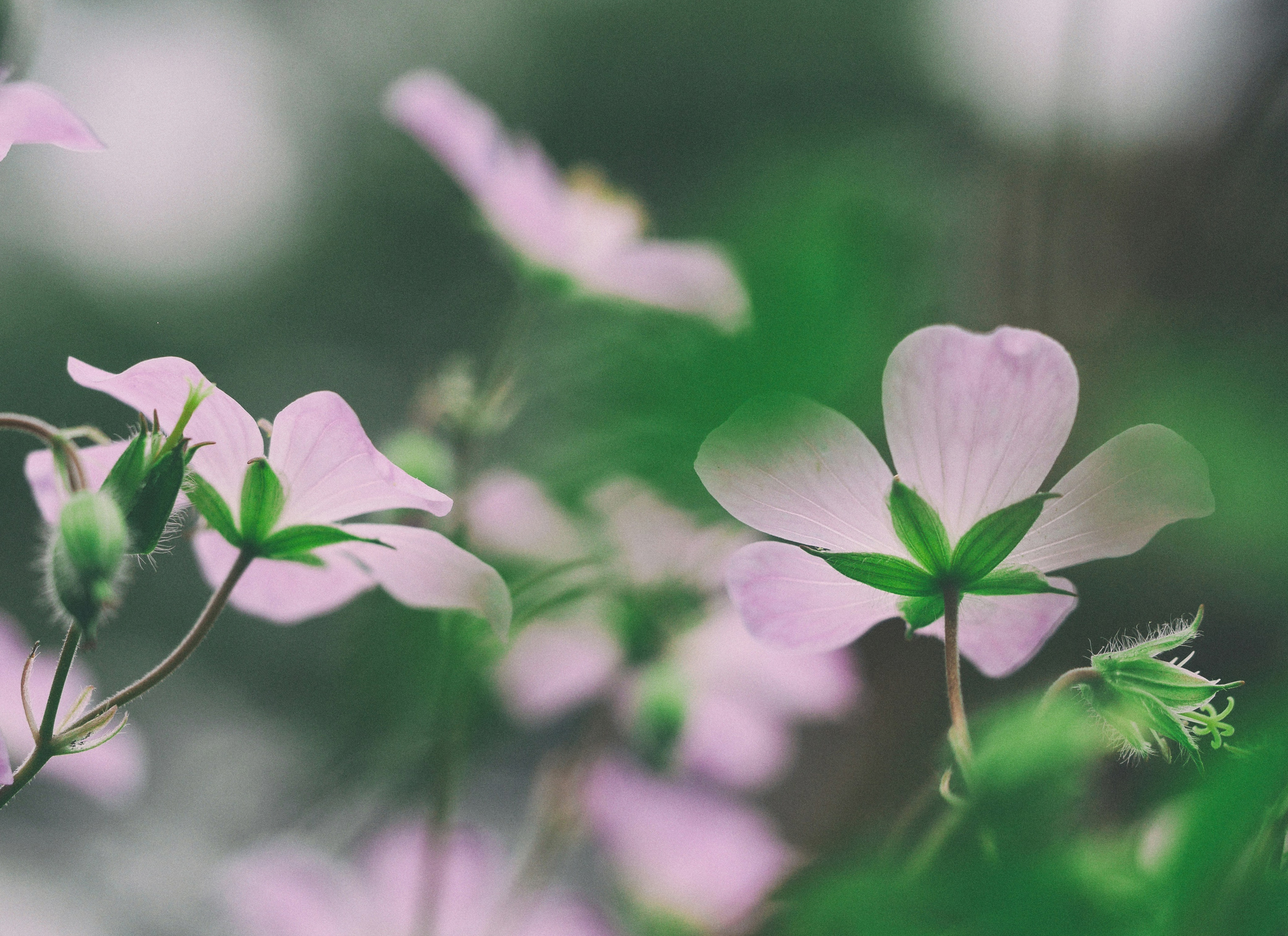 Light purple flowers.