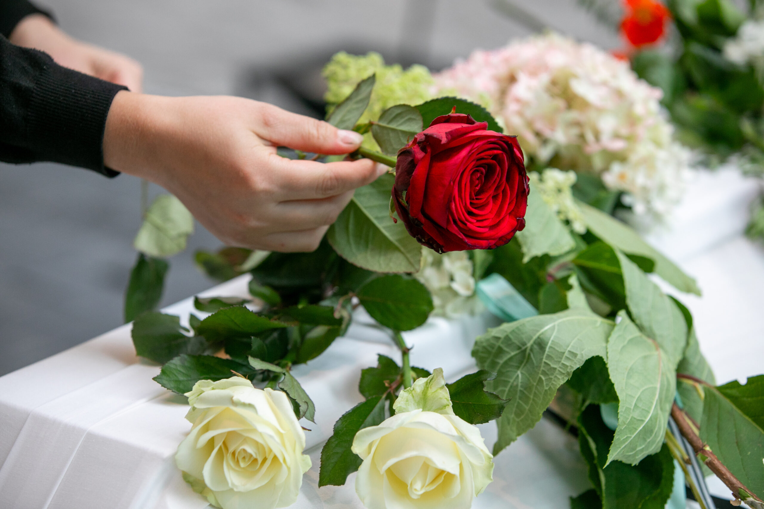 A hand placing a read rose on a white casket.