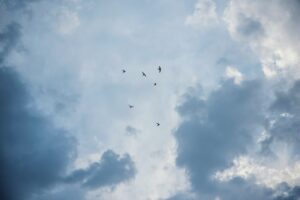 Birds flying in the sky.