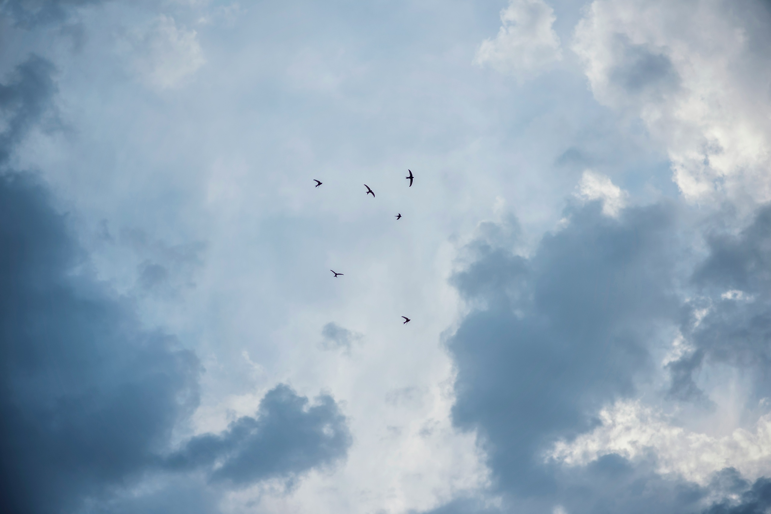 Birds flying in the sky.