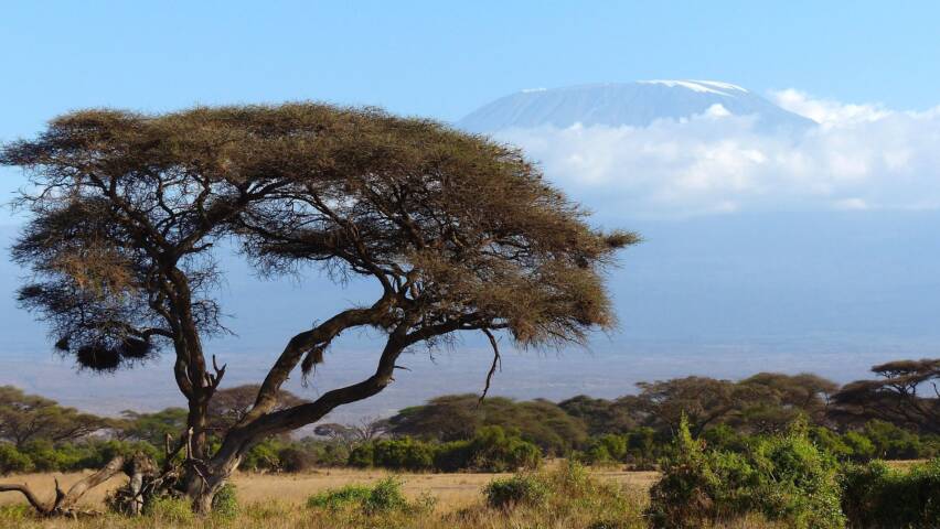 Kilimanjaro ja akaasiapuu